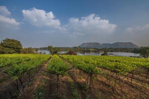 uma vinha com um rio e montanhas ao fundo em SaffronStays Lake House Bouganvillea, Nashik - rustic pool villa with great lake views and patio dining em Nashik