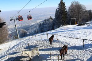 Pohorje Village Wellbeing Resort - Wellness & Spa Hotel Bolfenk under vintern