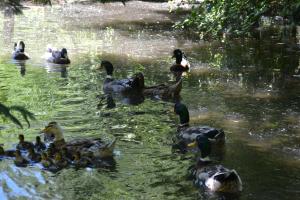 um grupo de patos a nadar na água em Cabañas Parque Salto del Laja em El Manzano