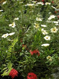 een bos witte bloemen in een tuin bij Casa del Vega a Little Peace of Heaven in Castries