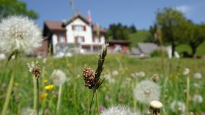 Garden sa labas ng Gasthaus Schwand