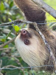 un perezoso colgando de un árbol en Glamping Campo Alegre, en Cartago