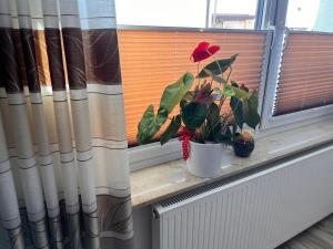 una planta sentada en un alféizar junto a una cortina en Pension zum Winterberg, en Elsterwerda