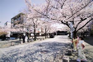 due persone sotto un albero con fiori rosa di Hotel Alza Kyoto a Kyoto