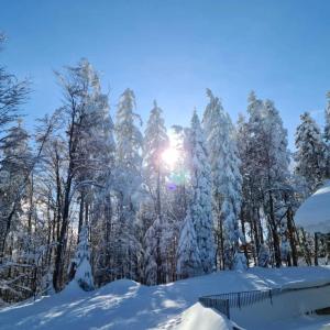 ein schneebedeckter Wald mit der Sonne, die durch die Bäume scheint in der Unterkunft APARTMA JEREBIKA ŠT. 20 in Hočko Pohorje