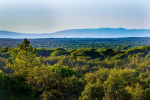 una vista de un bosque con montañas en el fondo en A Serenada Enoturismo, en Grândola