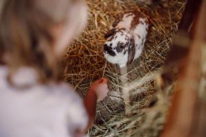 Animales en el hotel o alrededores