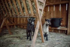 Animales en el hotel o alrededores