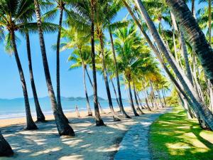 rząd palm na plaży w obiekcie BeachView Apartments at Villa Paradiso w mieście Palm Cove