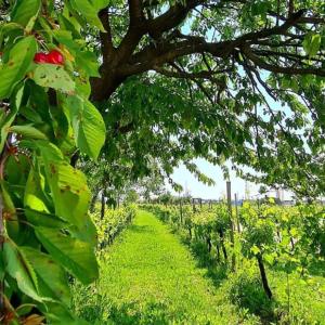 Vrt pred nastanitvijo Agriturismo "La di Buiat