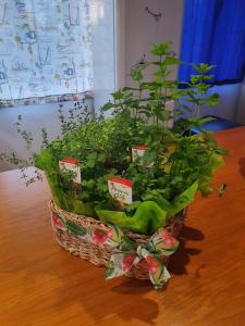 een mand gevuld met groene planten op een tafel bij Casa Agrícola Do Limonete in Figueira da Foz