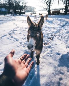 een hand die reikt naar een ezel in de sneeuw bij Aparthotel & Wellness Knížecí cesta in Horní Planá