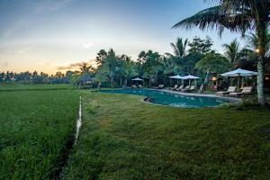 ein Resortpool mit Stühlen und Sonnenschirmen auf einem Feld in der Unterkunft Arya Villas Ubud in Ubud