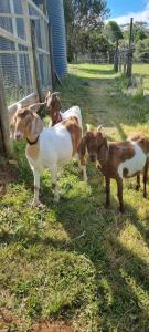 eine Gruppe von Tieren, die im Gras stehen in der Unterkunft Wally's Edge 20acre Farm Stay in Rawson