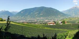 vista su un vigneto con montagne sullo sfondo di Feldhof Schenna a Scena