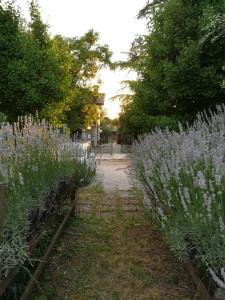 a row of purple flowers in a garden at Falco Bianco in San Daniele del Friuli