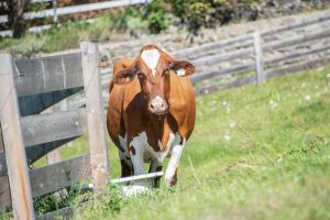 een bruine en witte koe die naast een hek staat bij Gemangerhof in Bressanone