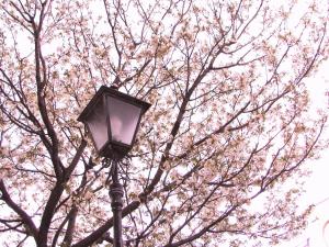 熱海市にあるリゾーピア熱海のピンクの花の木前の通り灯