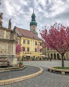 un edificio con un árbol con flores rosas delante en Hotel Szieszta, en Sopron