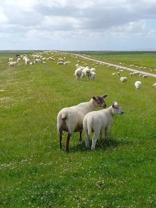 una manada de ovejas pastando en un campo de hierba en Erholung auf der Deichschäferei mit Deichblick, en Wangerland