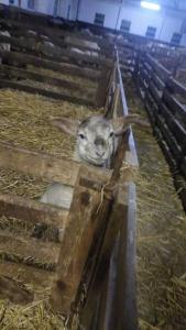 un cordero bebé en un corral en un granero en Erholung auf der Deichschäferei mit Deichblick, en Wangerland