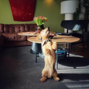 un cane che si alza su un tavolino con la zampa alzata di Just Eleven a Sankt Peter-Ording