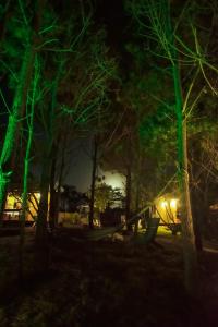 un grupo de árboles por la noche con luces verdes en AMORES DEL DIABLO, en Punta del Diablo