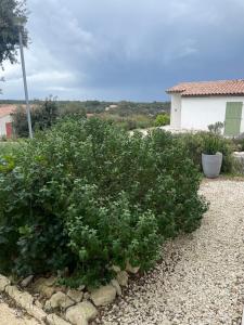 een grote groene struik in een tuin bij Mini villa K2 in Bonifacio