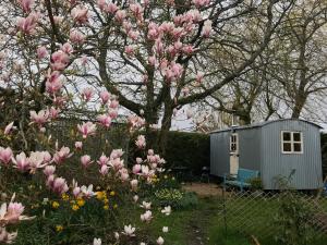 a tree with pink flowers in front of a shed at The Wayside Shepherd Hut in Beaulieu