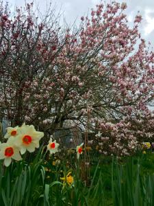 a flowering tree with pink flowers in a field at The Wayside Shepherd Hut in Beaulieu