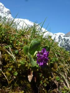 eine lila Blume auf der Seite eines Berges in der Unterkunft Hotel Waldrand in Kiental