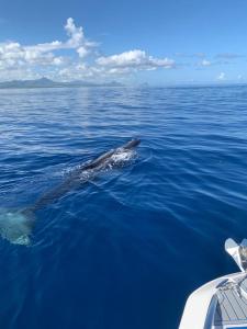 a dolphin swimming in the water next to a boat at Résidence au bout du Morne in Le Morne