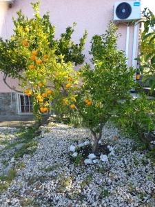 due alberi di arancio di fronte a un edificio di Quinta de São Marcos a Fundão