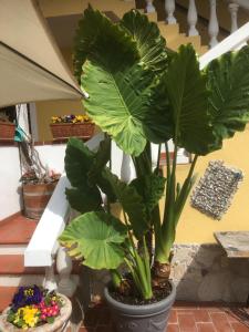 una grande pianta verde in un vaso su un portico di DieLangthalers Exklusive Oase a Seiersberg