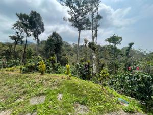 un giardino su una collina con alberi sullo sfondo di Rai’s Coorg Cave House a Madikeri