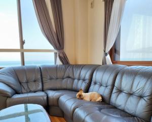 eine Katze, die auf einem Ledersofa im Wohnzimmer liegt in der Unterkunft Tiz wan 明石大橋 in Awaji