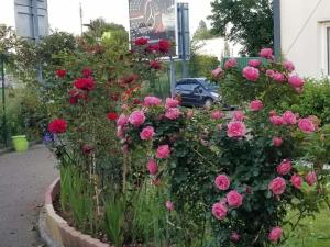 un giardino fiorito con rose rosa e altri fiori di N&Z HOTELS a Trappes