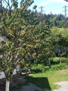 een appelboom met sinaasappels erop in een tuin bij Casa Firuta Borsa in Borşa