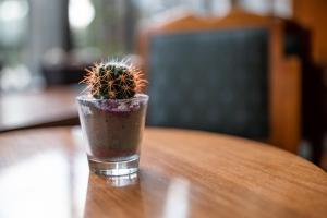 un cactus en un vaso sentado en una mesa en Sole Mio Wellness & SPA, en Novi Sad