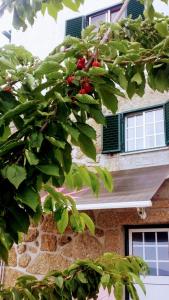 un árbol con hojas verdes delante de un edificio en AL Miradouro do Outeiro, en Guarda