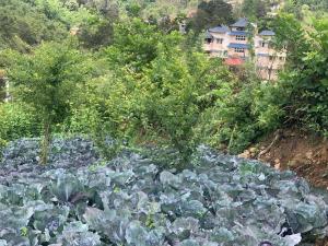 Zahrada ubytování Bogar Palace Kodaikanal