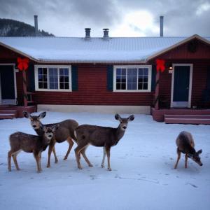 un groupe de cerfs debout dans la neige devant une maison dans l'établissement Three Bears Lodge, à Red River