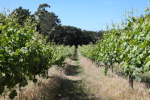 Vrt ispred objekta Quinta de Chousas - Braga - Agroturismo