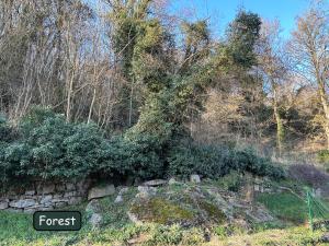 une forêt plantée d'arbres et de plantes sur une colline dans l'établissement Ô Reflets - L'Arizona Dinant - Studio 2 beds - Garden, Free Parking, Dog ok, à Dinant