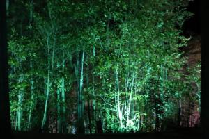 een groep bomen in een bos 's nachts bij Bettei Fujiya in Miyajima