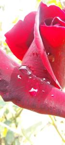 una flor roja con gotas de lluvia en ella en Ktima Anastasia, en Nauplia