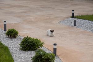 a black and white cat sitting on a sidewalk at Aerinos private villa in Lefkada Town