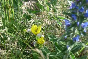 eine Gruppe gelber Blumen im Gras in der Unterkunft Penzion Na Vyhlídce in Lukov