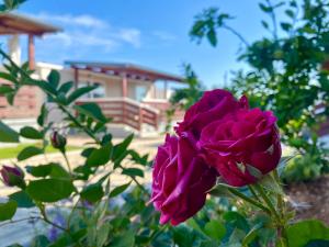 uma rosa roxa em frente a uma casa em Mobile homes Kamp Maslina, Biograd na Moru em Biograd na Moru