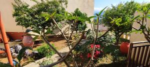 un jardin avec des arbres et des plantes dans une cour dans l'établissement Village house with a nice garden, à Stérnai